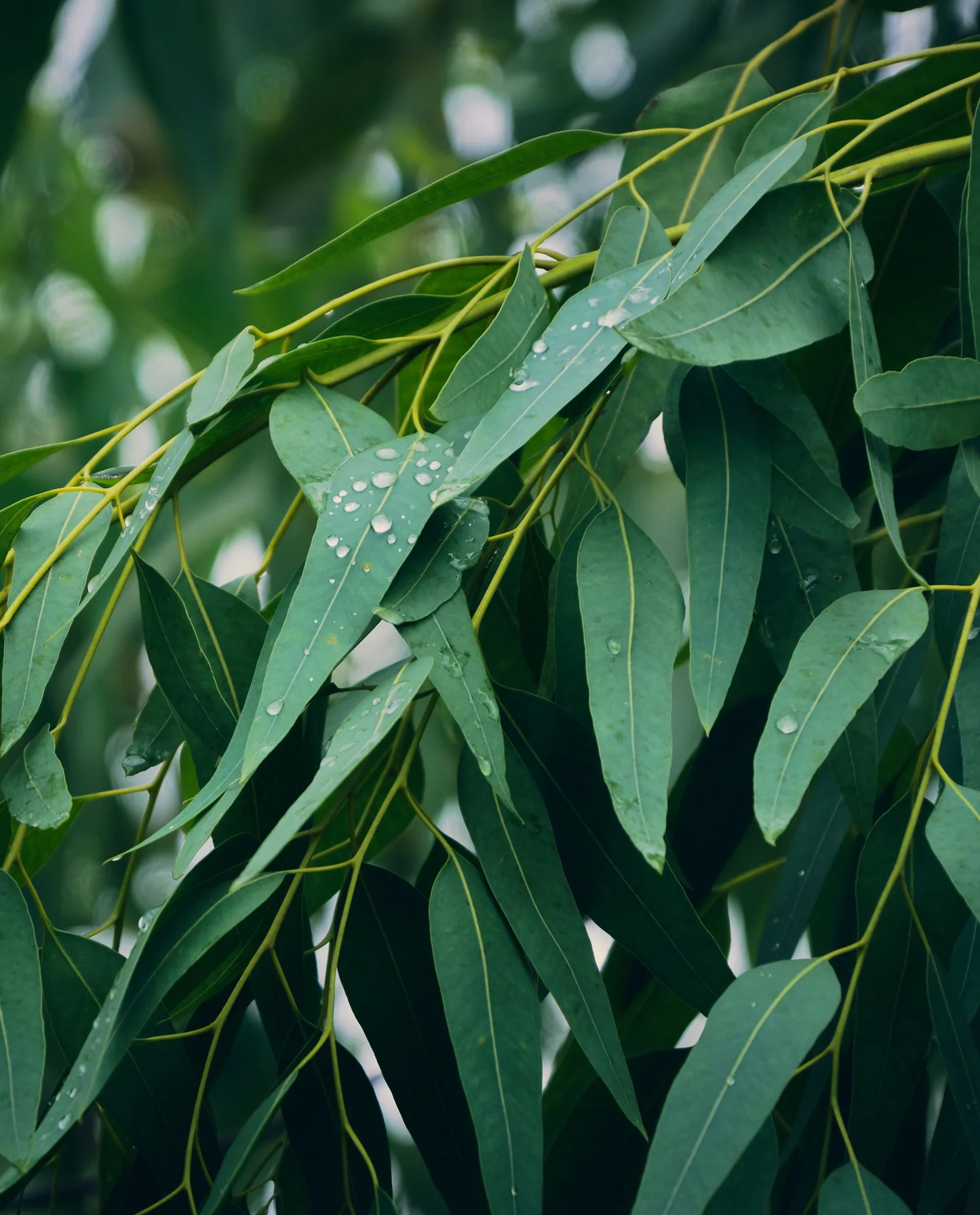 Huile essentielle de Eucalyptus — Fraîcheur et Dégagement